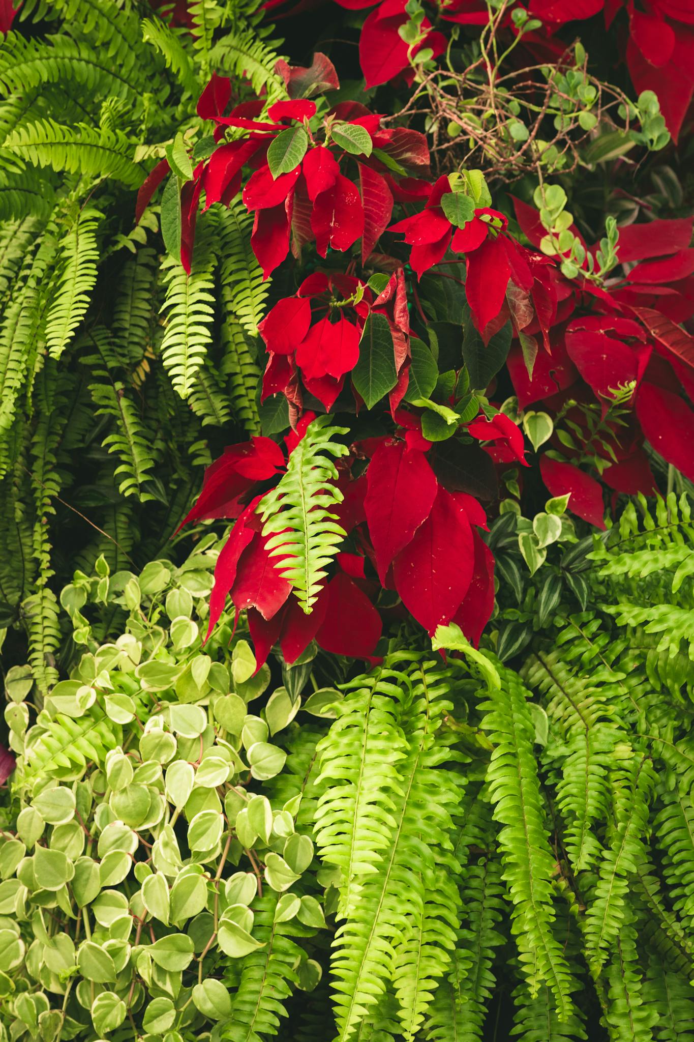 A lush collection of vibrant red poinsettias and lush green ferns in a beautiful garden setting.