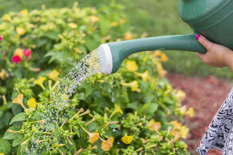 Close-up of hand watering vibrant flowers with a green watering can in a sunny garden.